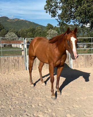 Castrone qh