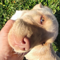 Cuccioli di labrador