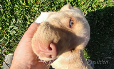 Cuccioli di labrador