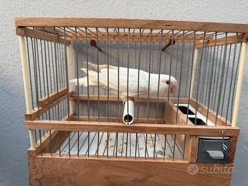 Inseparabile albino