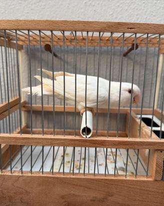 Inseparabile albino