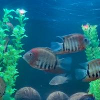 Cichiiasoma Severum spalle rosse 