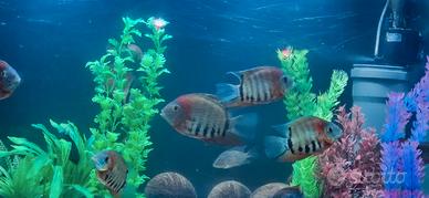 Cichiiasoma Severum spalle rosse 