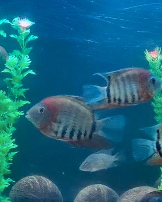 Cichiiasoma Severum spalle rosse 