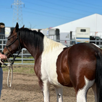 Cavallo