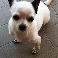 Seme chihuahua