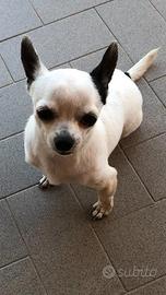 Seme chihuahua