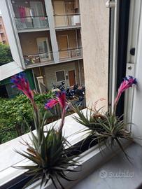 2 piante di tillandsia ora senza fiori