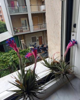 2 piante di tillandsia ora senza fiori