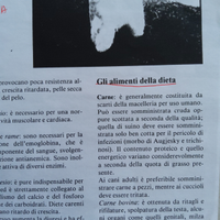 West Highland White Terrier alimenti della dieta