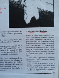 West Highland White Terrier alimenti della dieta