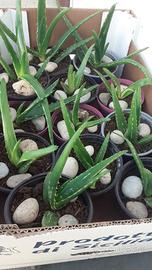 piantine aloe vera 