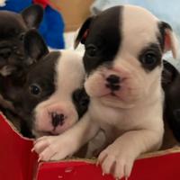 Bulldog francese