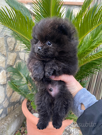 Cuccioli di pomerania