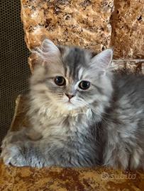 Cucciolona di persiano