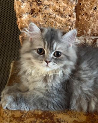 Cucciolona di persiano