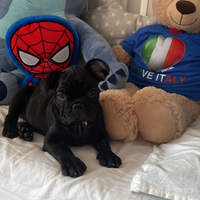 Bulldog francese