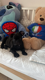 Bulldog francese