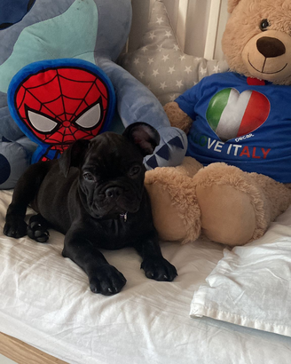 Bulldog francese
