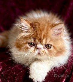 Gattino Persiano Bicolore