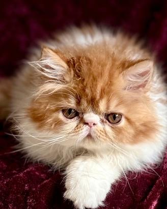 Gattino Persiano Bicolore