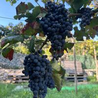 uva merlot per produzione vino