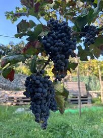 uva merlot per produzione vino