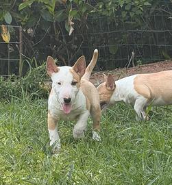 Bull terrier miniature