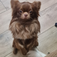 Chihuahua per accoppiamento