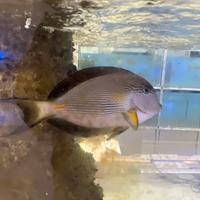 Pesce shoal acquario Marino