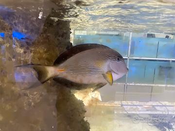 Pesce shoal acquario Marino