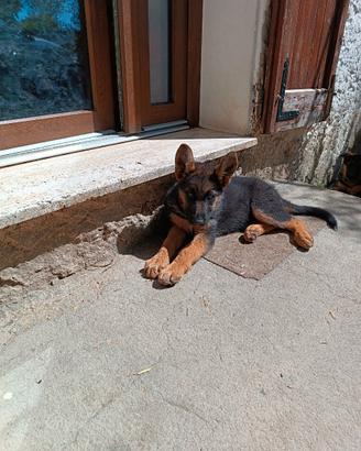 Cuccioli pastore Pastore tedesco
