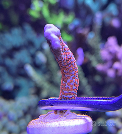 Montipora Forest Fire