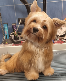 Yorkshire cucciolone