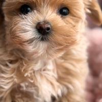 Cucciola di Maltipoo teacup