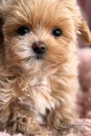 Cucciola di Maltipoo teacup