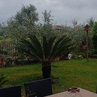 Cycas revoluta