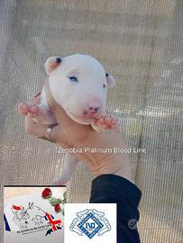 Bull Terrier Miniature