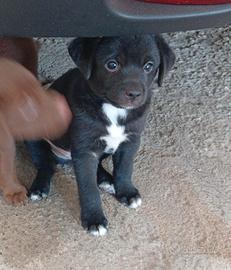 dono cuccioli 2maschietti adorabili 