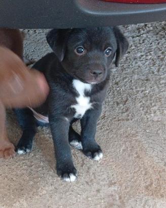 dono cuccioli 2maschietti adorabili 