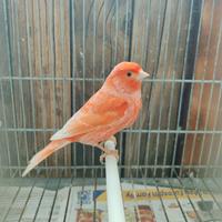 Canarino rosso brinato maschio