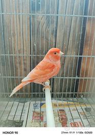 Canarino rosso brinato maschio