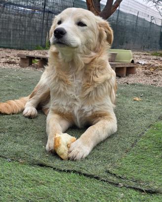 Cucciolo di 8 mesi Simil Golden?