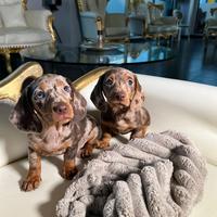 Bassotti Nani e Kaninchen