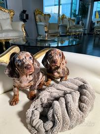 Bassotti Nani e Kaninchen