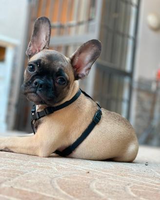 Bulldog francese