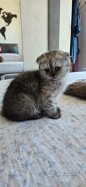Cucciola di Scottish Fold