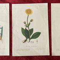 Stampe botaniche anni 60  n 2+1