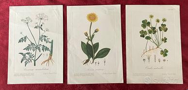 Stampe botaniche anni 60  n 2+1