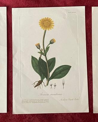 Stampe botaniche anni 60  n 2+1